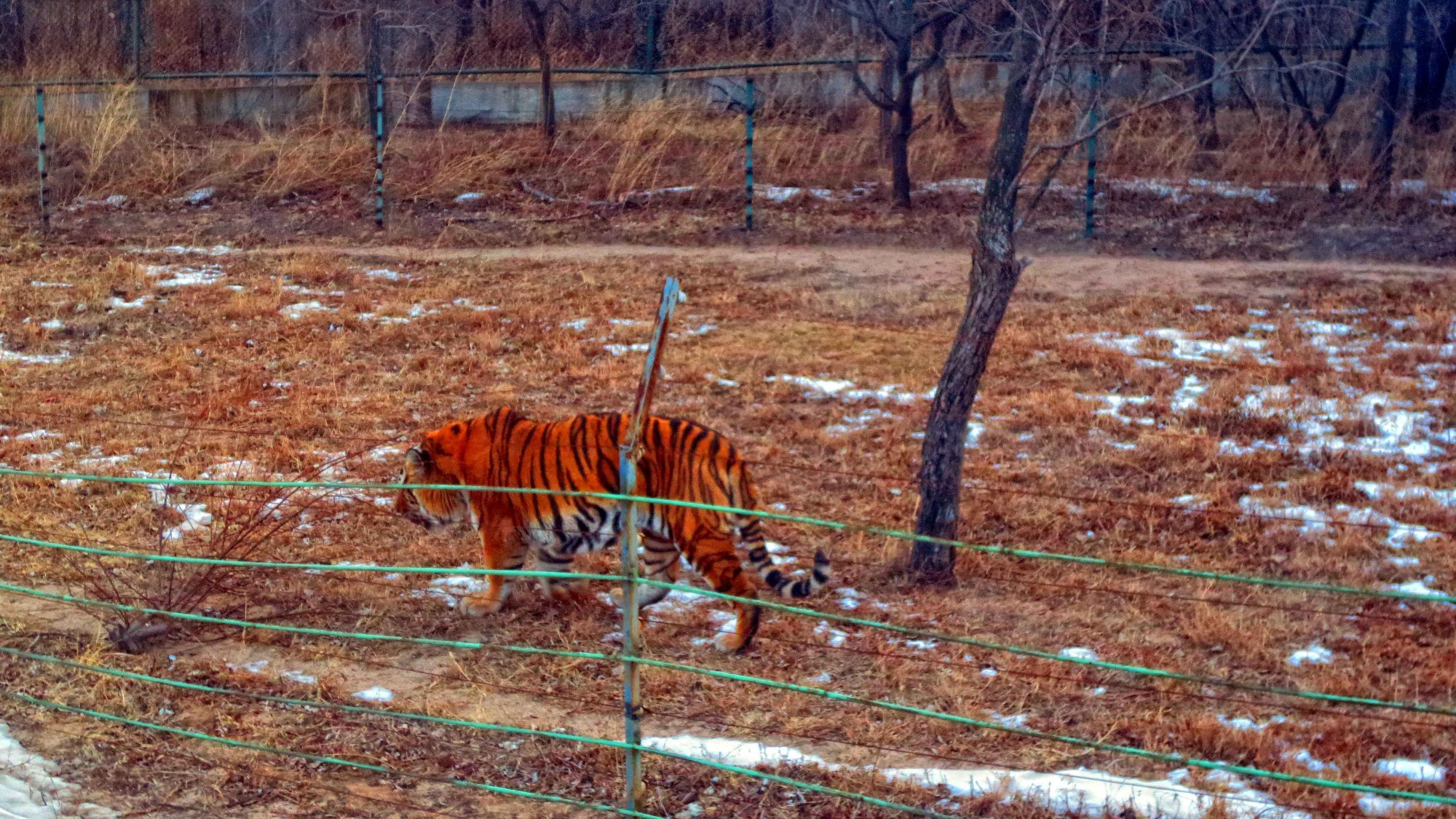 冬天帶你去看北京八達嶺野生動物園的老虎