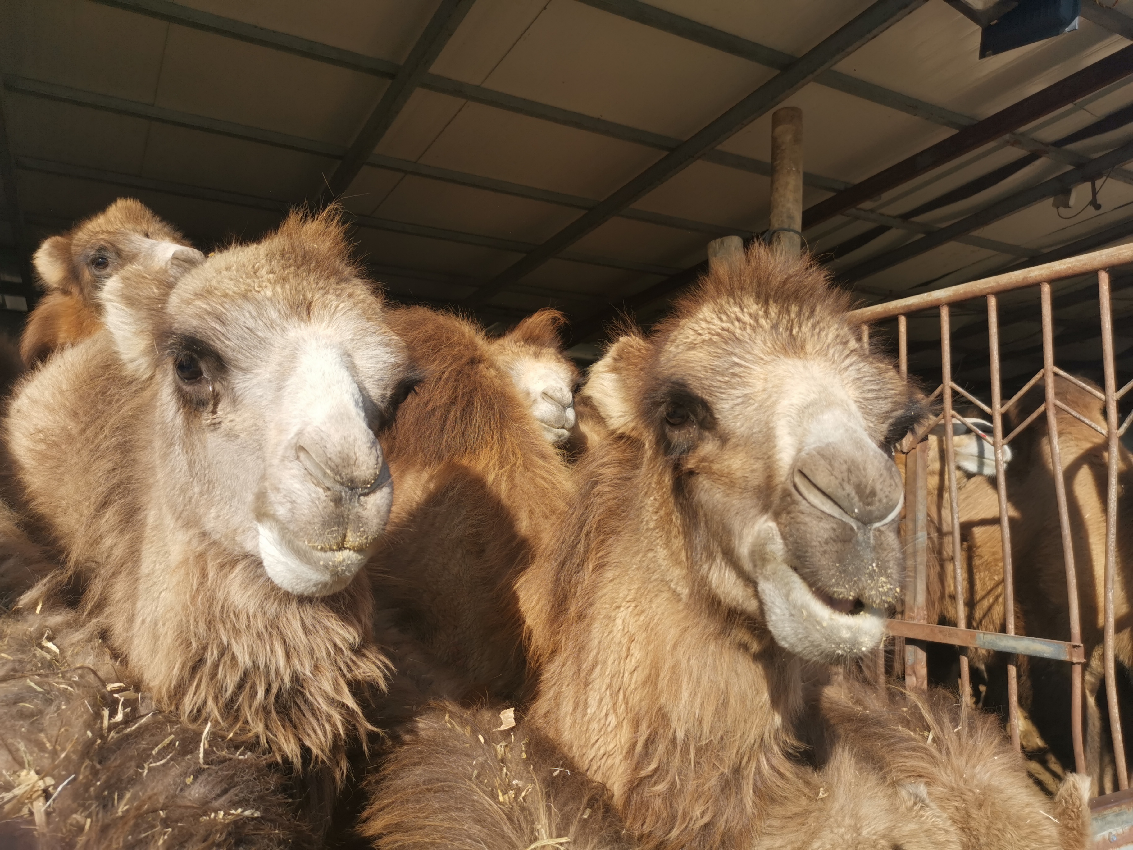 新疆骆驼奶粉厂家:伊犁雪莲乳业有机牧场骆驼养殖基地