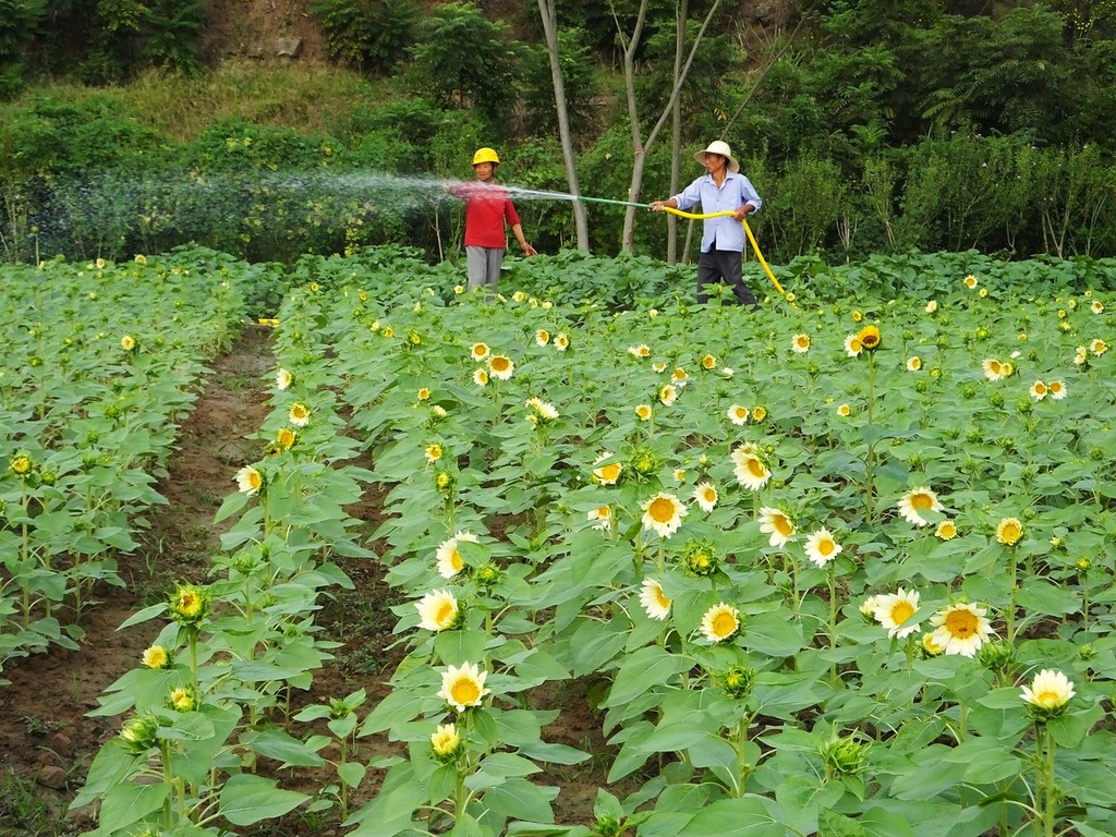 矮生向日葵情人节浇水图片