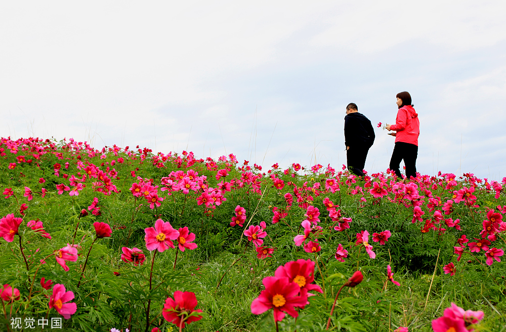 新疆塔城:裕民县迎游客踏青赏花