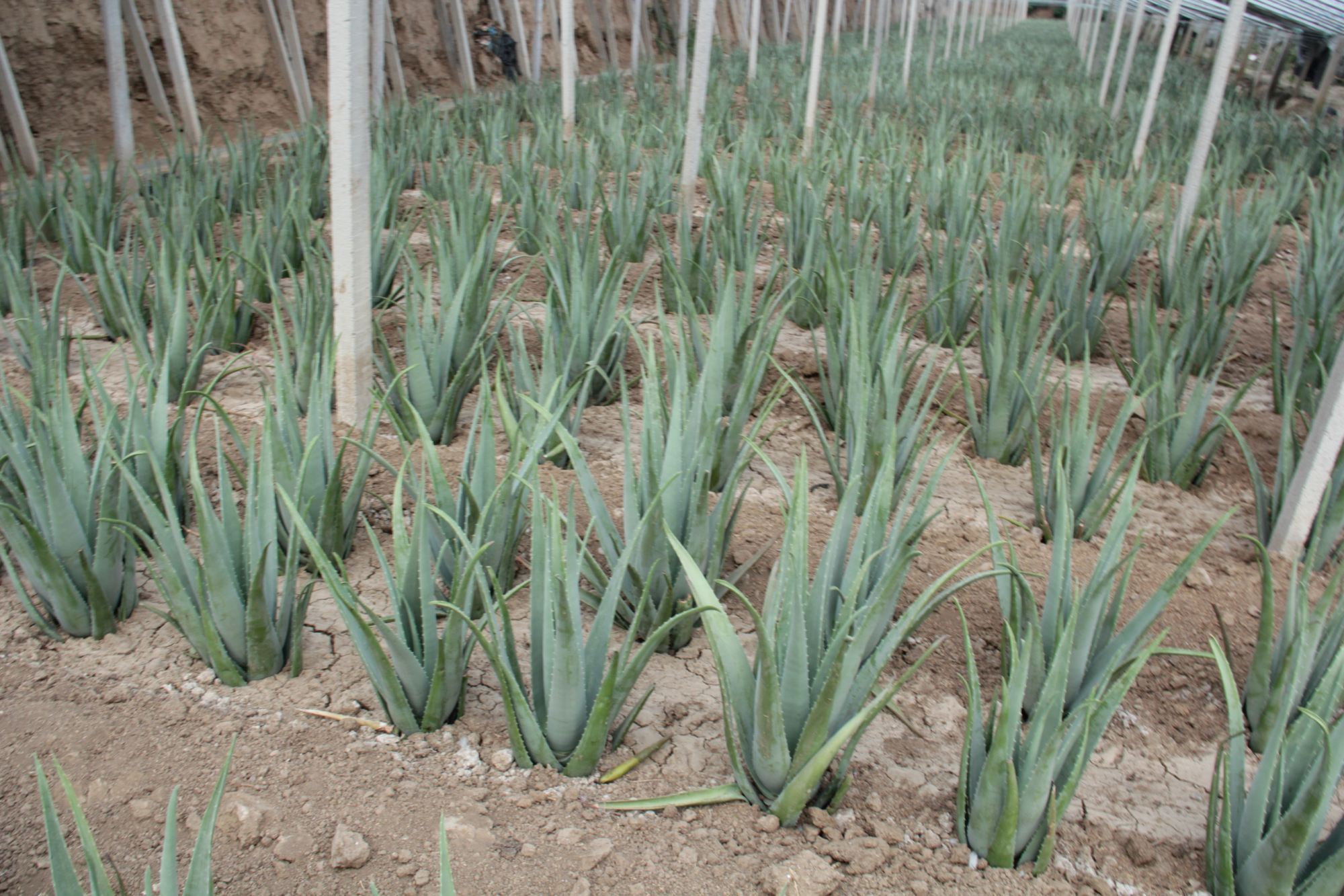 大棚库拉索芦荟种植