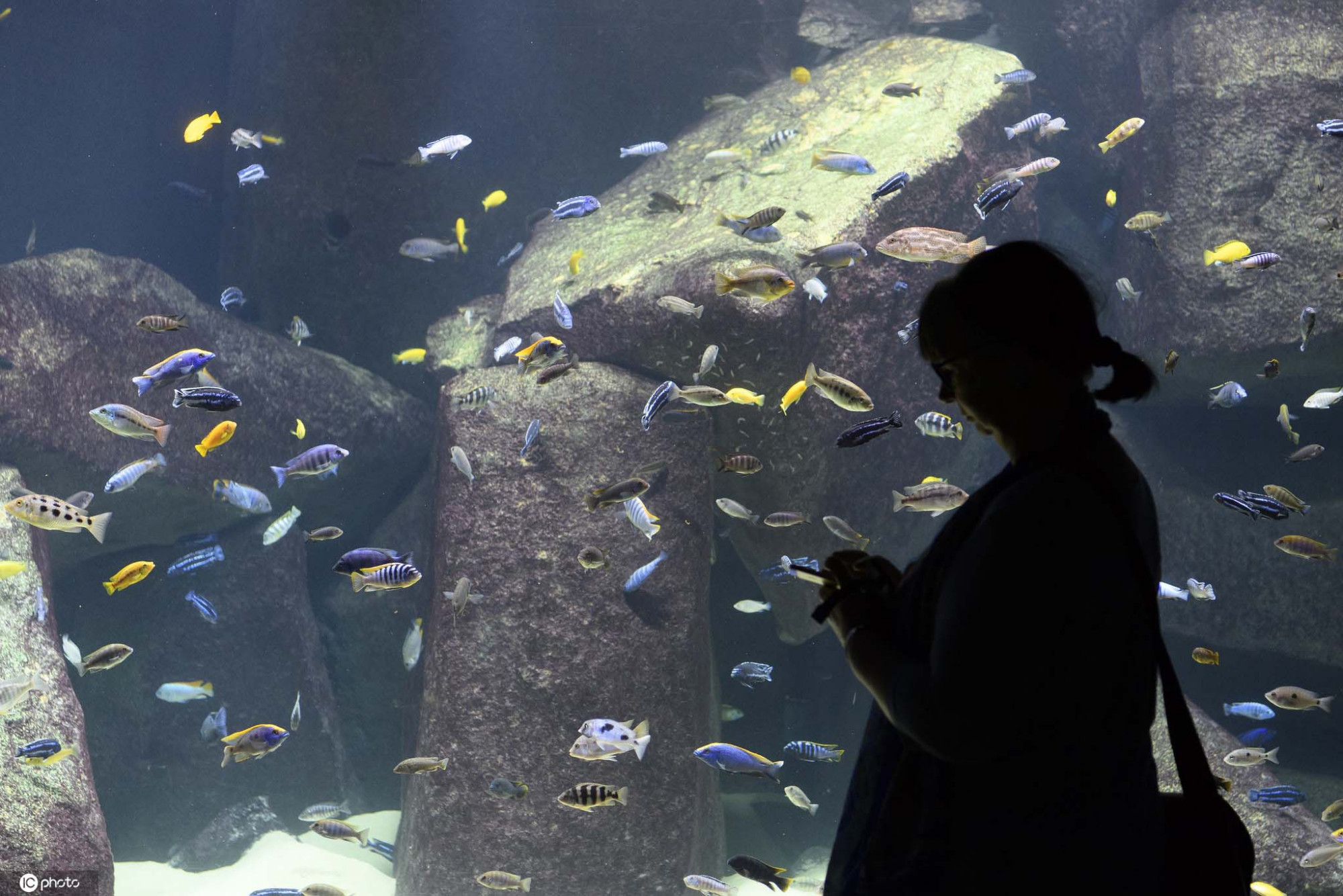 夏日畅游各国水族馆邂逅蓝色世界里的海洋"精灵"