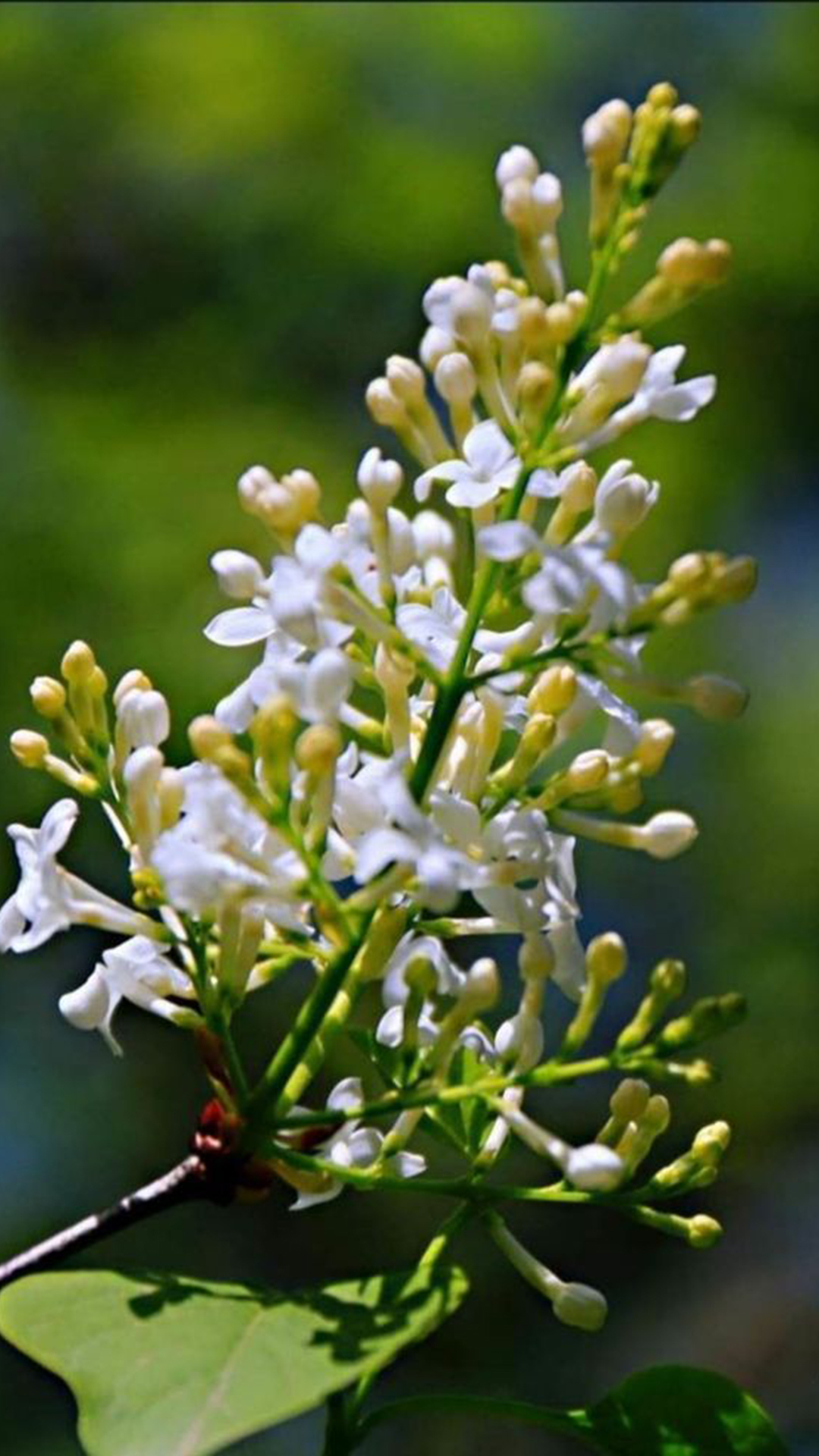 丁香(木犀科丁香属植物)