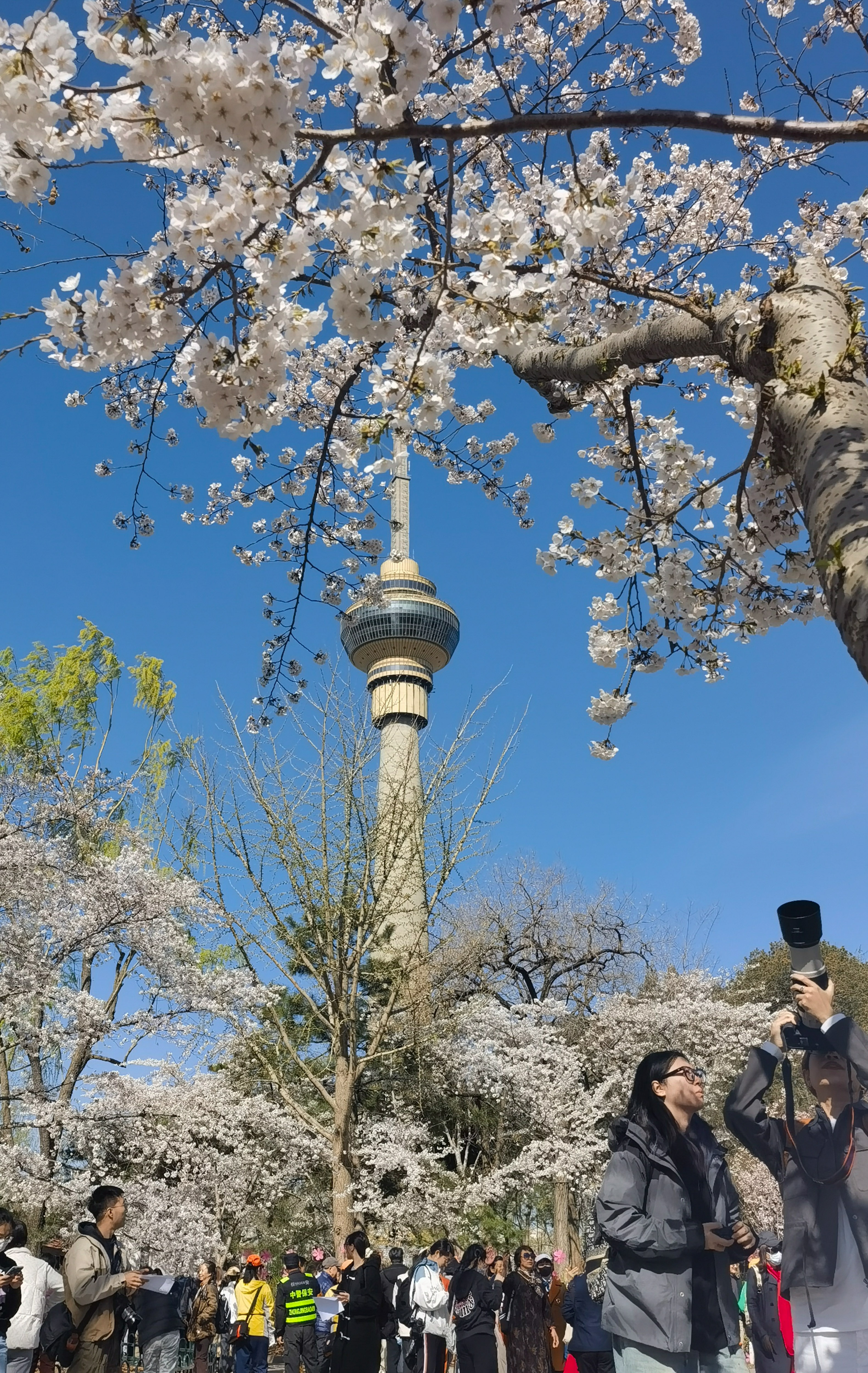 玉渊潭公园早樱图片