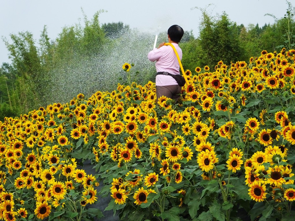 矮生向日葵情人节浇水图片