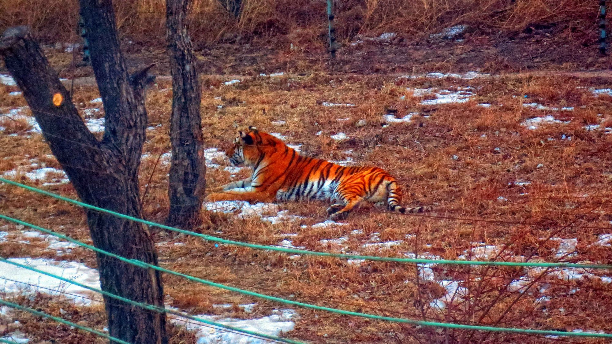 冬天带你去看北京八达岭野生动物园的老虎
