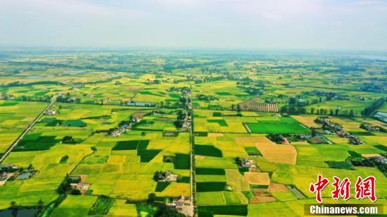 航拍湖北枝江稻田 色彩斑斓如画卷