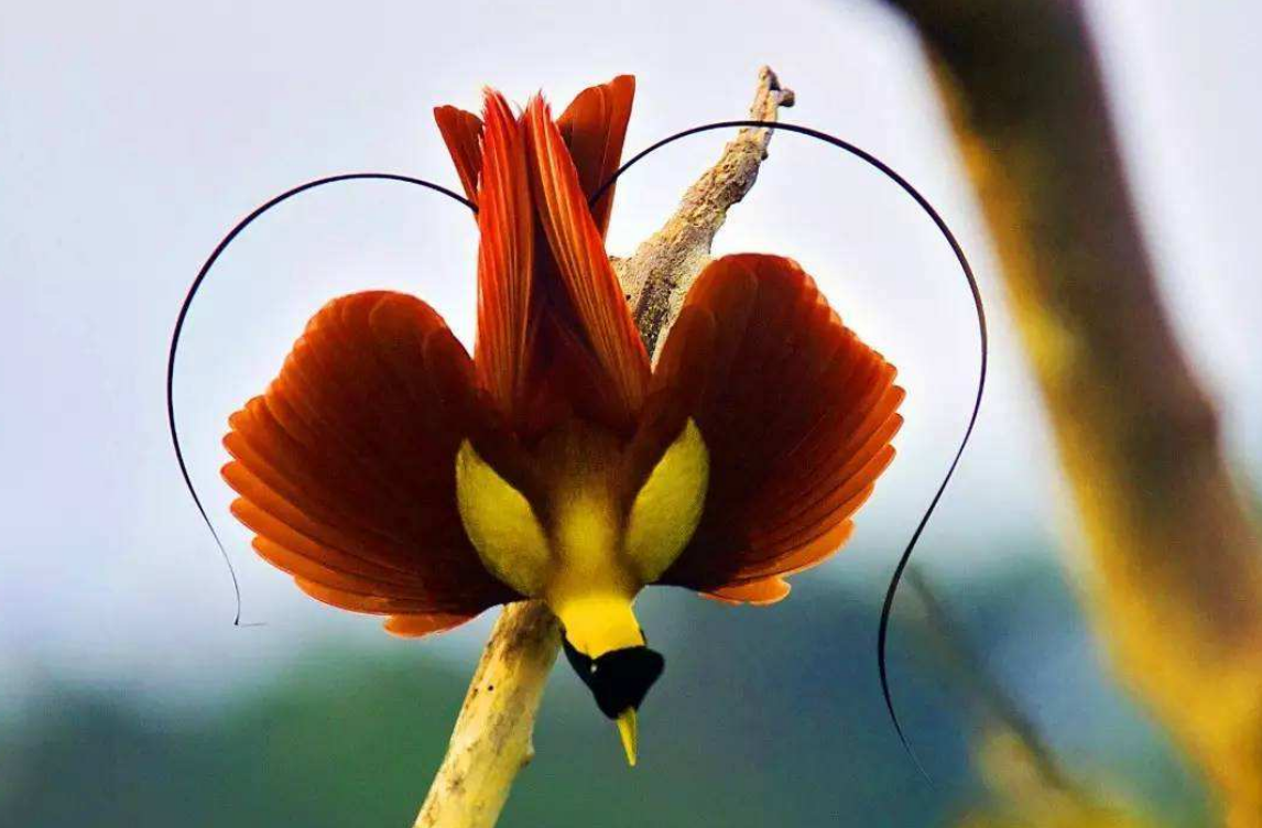 你心中最美的动物有哪些?十大最美丽的动物合集