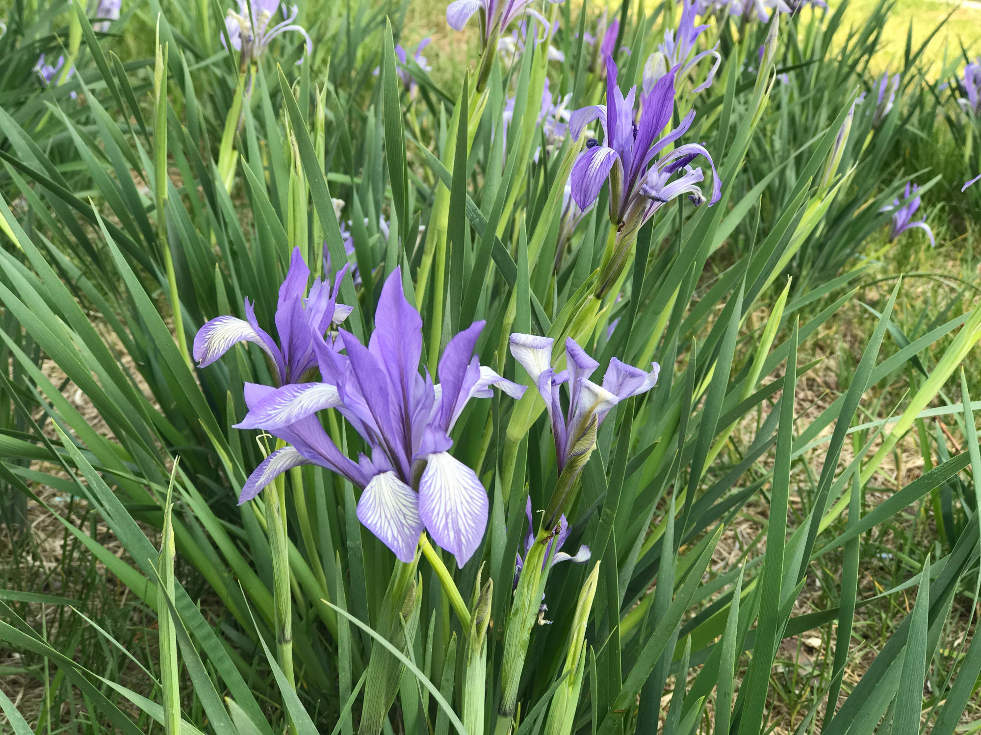 它是内蒙古的省花,草原上随处可见,过去千家万户能见到它的影子