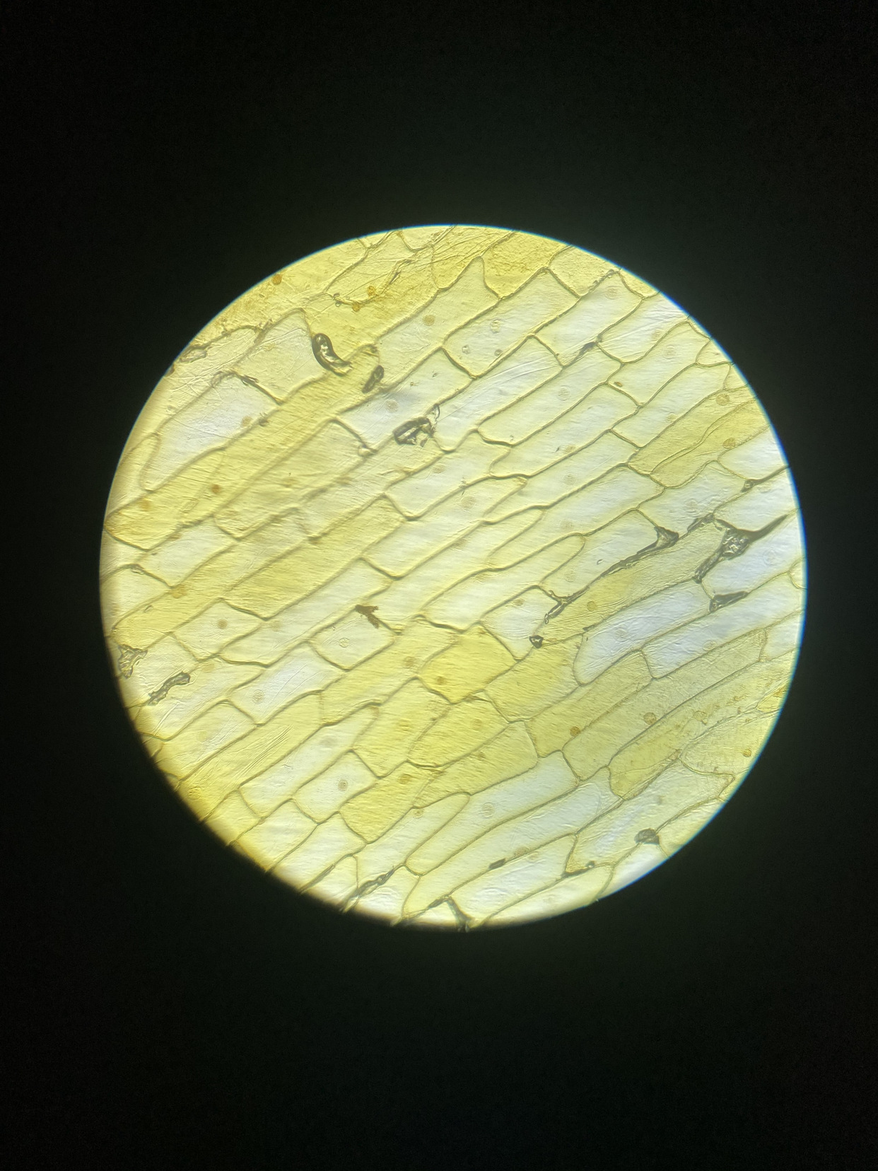 显微镜下的人体口腔上皮细胞,叶横切临时装片,鸡蛋结构