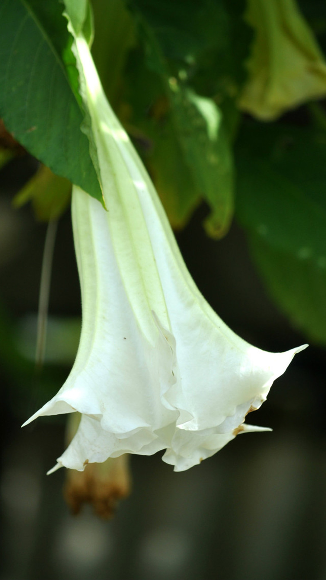 曼陀罗(茄科曼陀罗属植物)