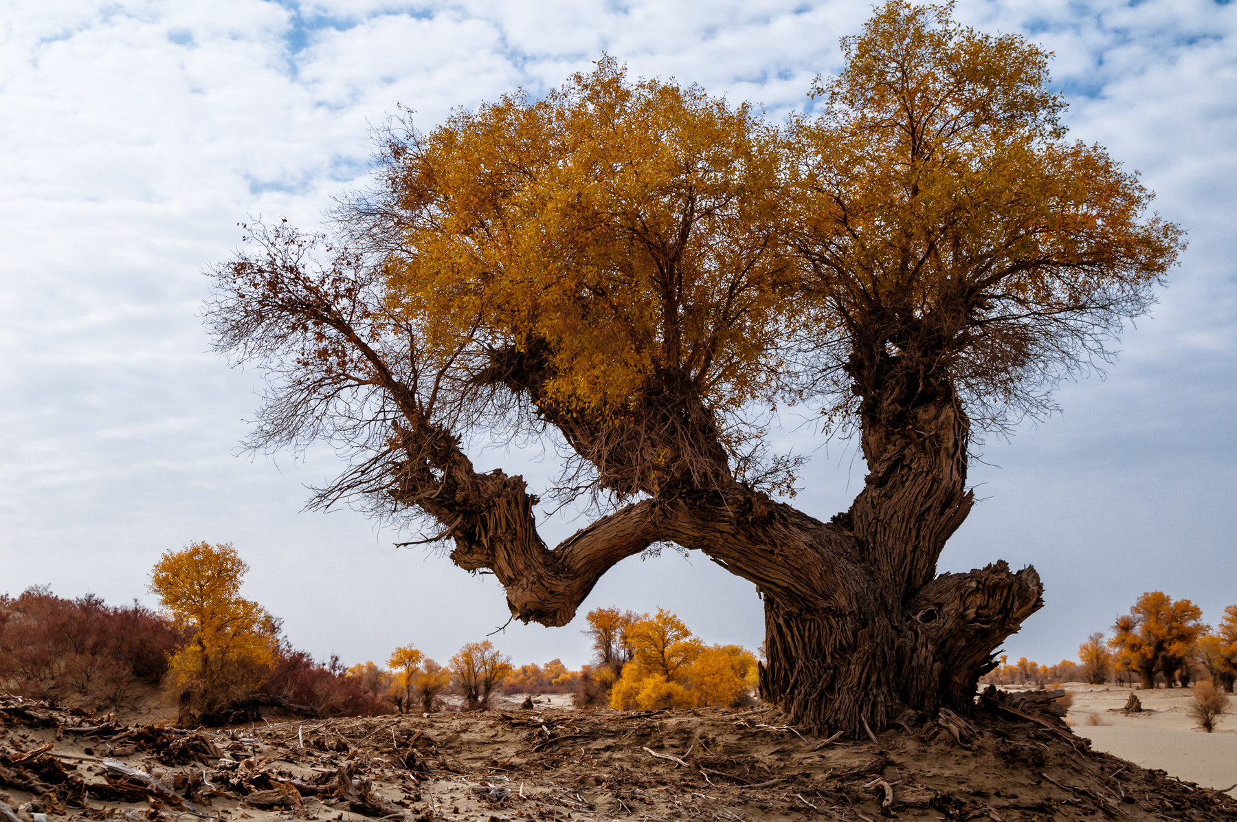 新疆记忆——沧桑,悲壮的古老树种胡杨(一)
