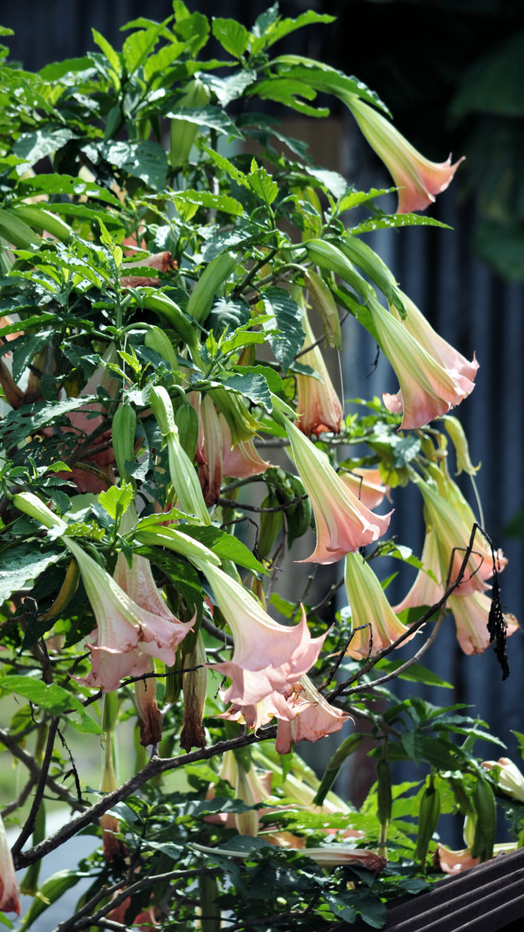 曼陀罗(茄科曼陀罗属植物)