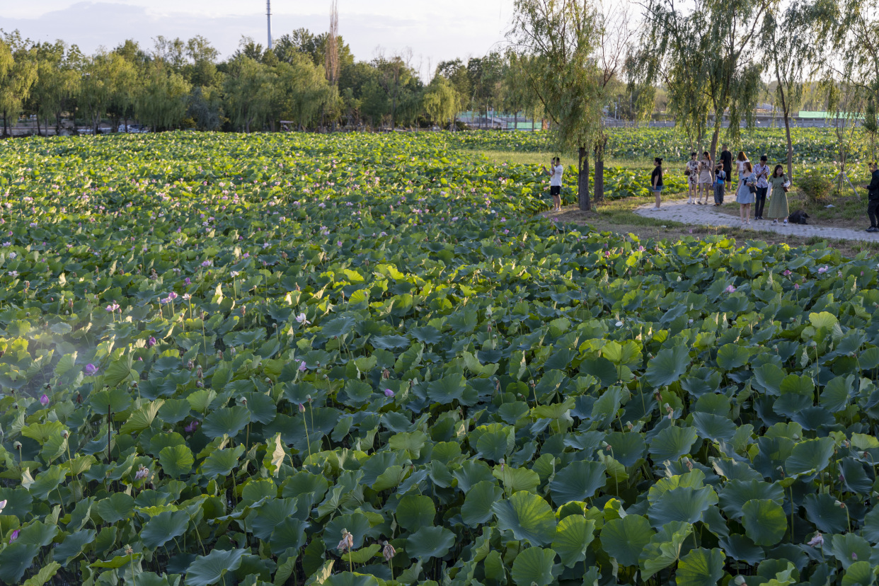 五家渠市青格达湖园内500多亩荷花竞相绽放