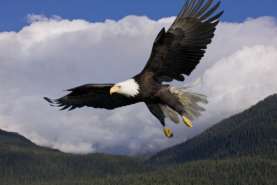 鹰在高空展翅飞翔图片图片