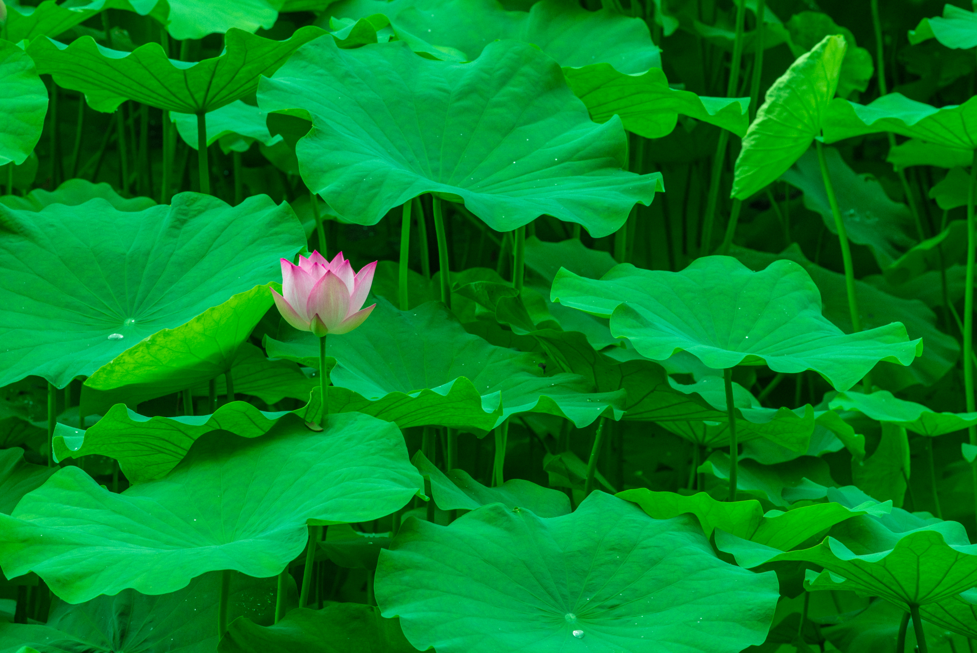 14张图片带你欣赏最具禅意的荷花,重庆华岩寺,绝对不虚此行