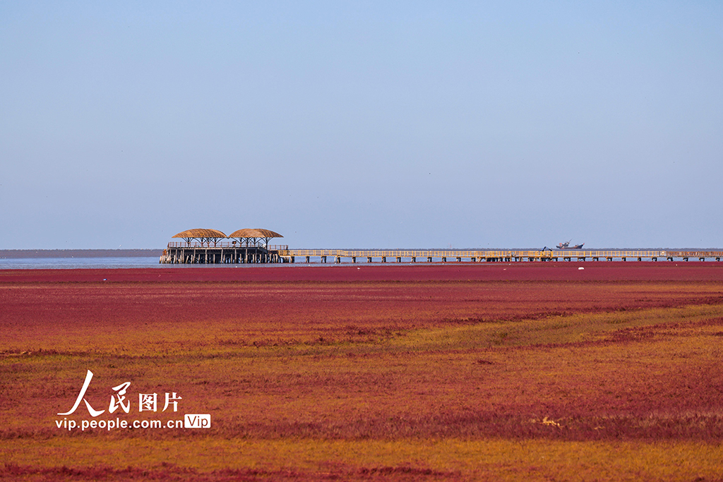 辽宁盘锦:红海滩美景迎客来