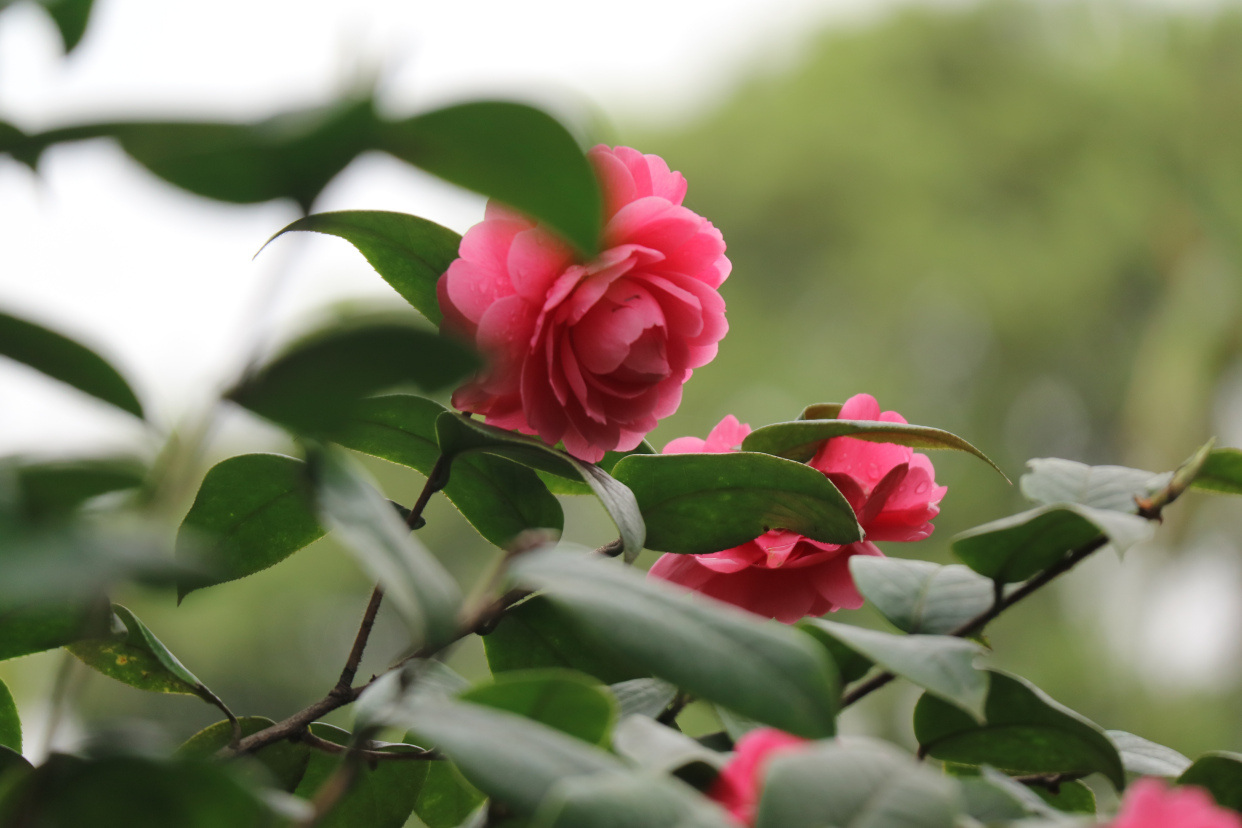摄影丨成都,黄四娘家花满蹊,千朵万朵压枝低