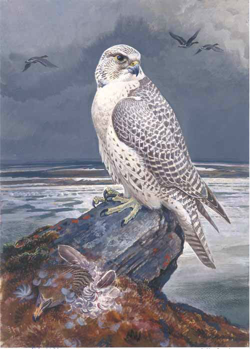 翱翔于天际之间的雄鹰油画