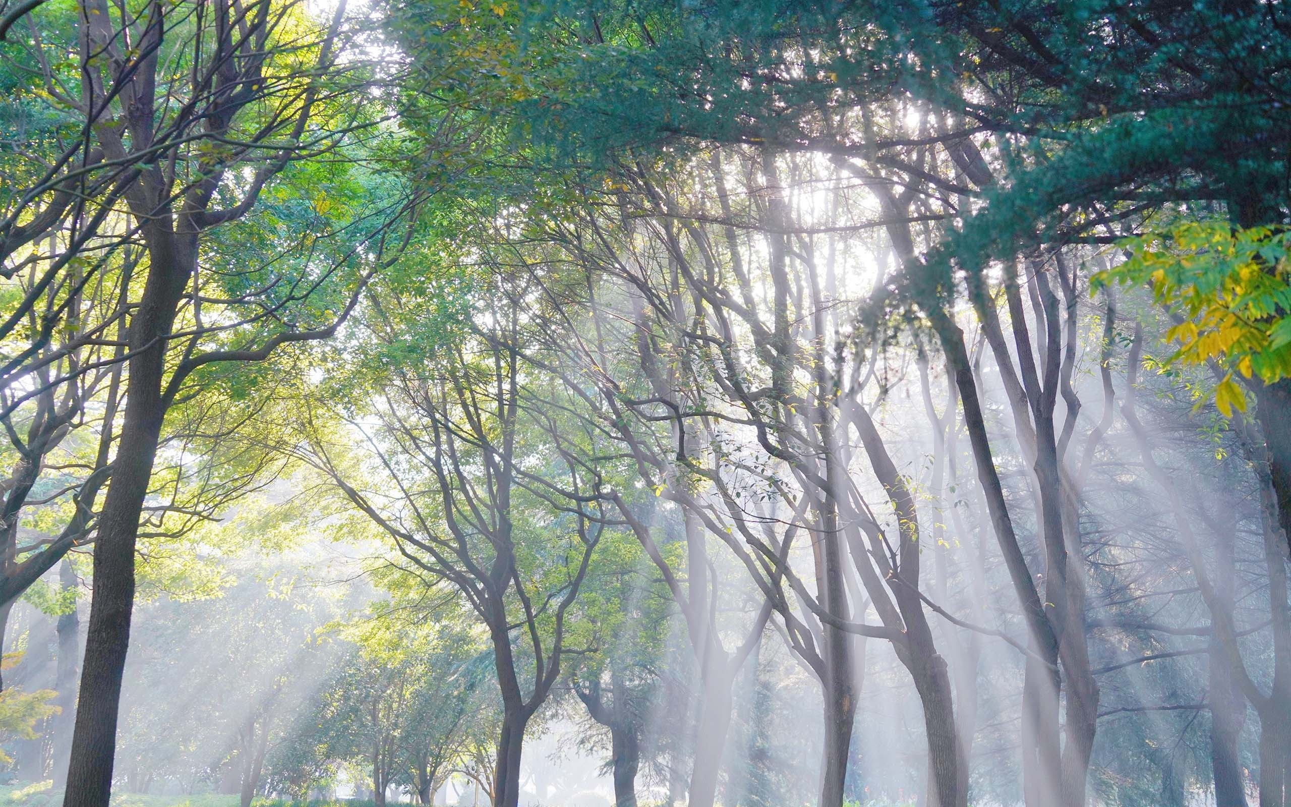 小清新森林清晨景色