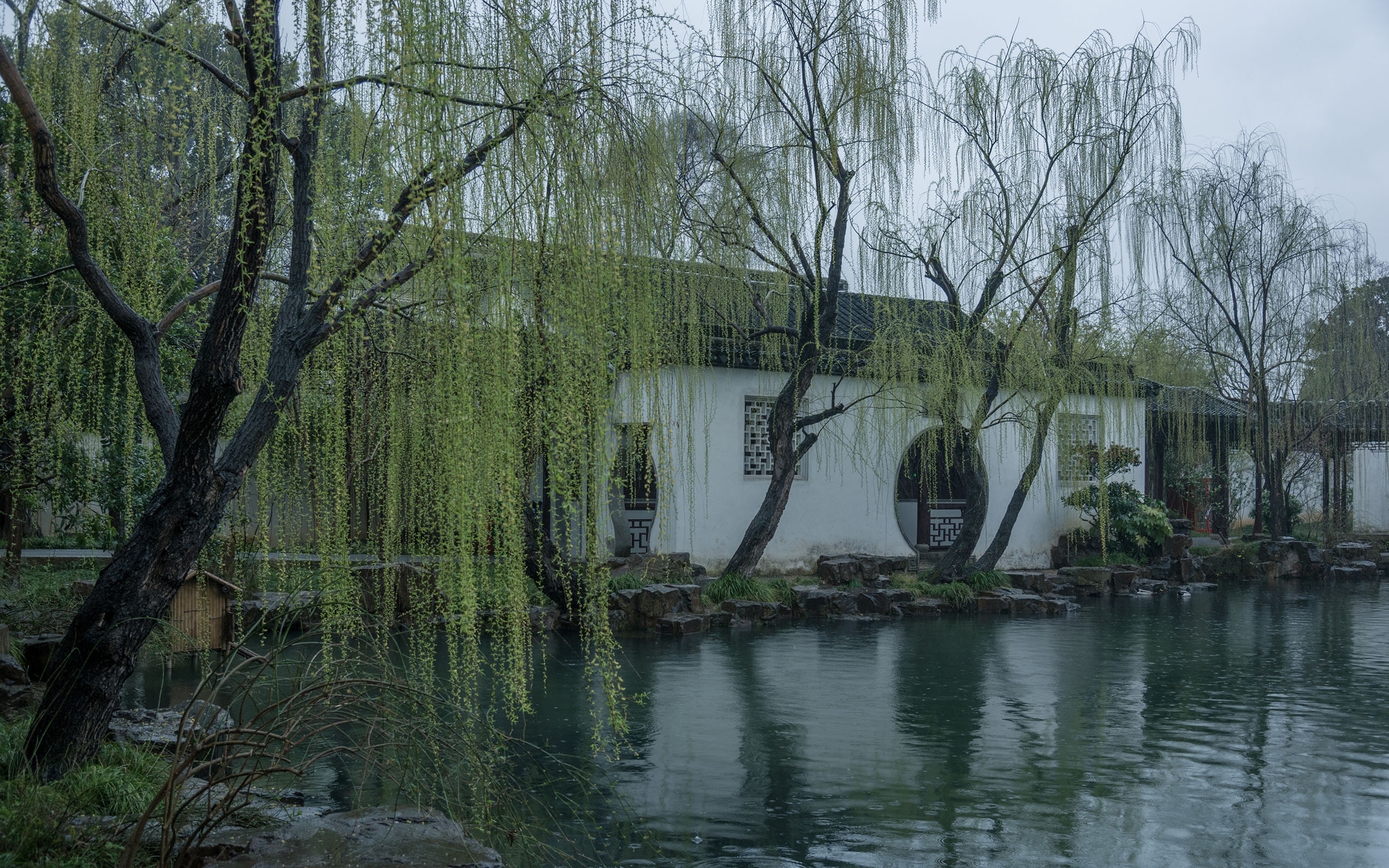春雨庭院柳树美景