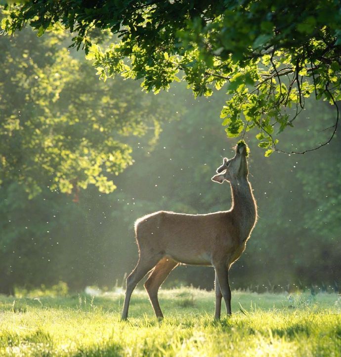 晨光中的小鹿,仙气满满