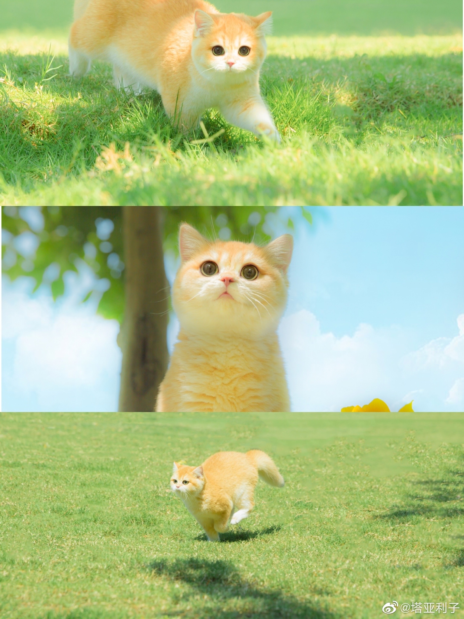 迪士尼在逃公主猫