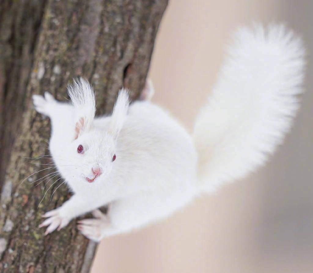 雪地精灵 白松鼠