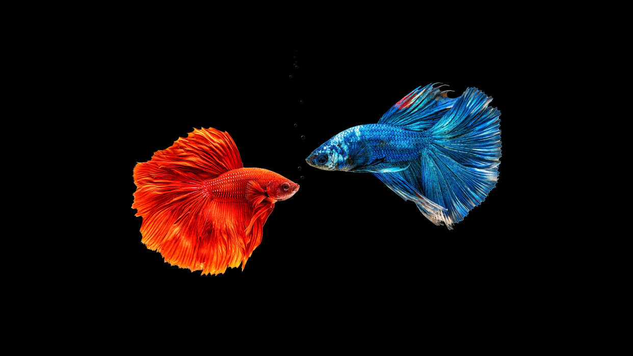 深色炫彩斗鱼经典壁纸