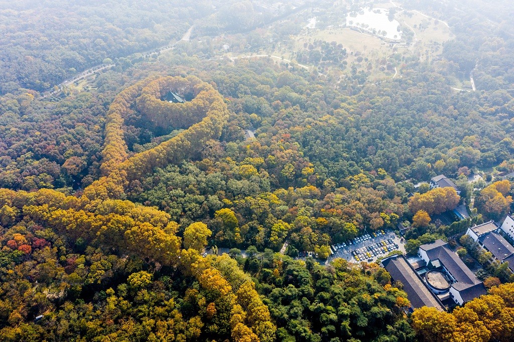 南京钟山再现"金色项链" 美龄宫初冬美景醉人
