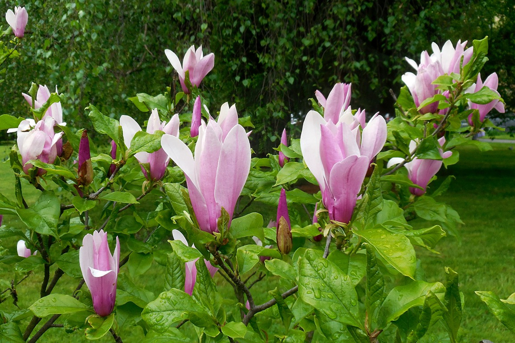 美丽优雅的玉兰花,吉祥的庭院花木,花香萦绕