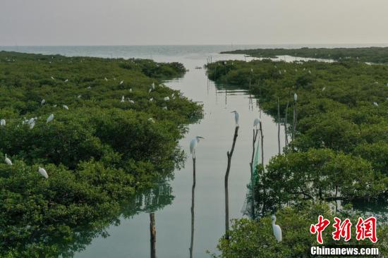 「美丽中国·网络媒体生态行」广西北海金海湾红树林 "海上森林"白鹭