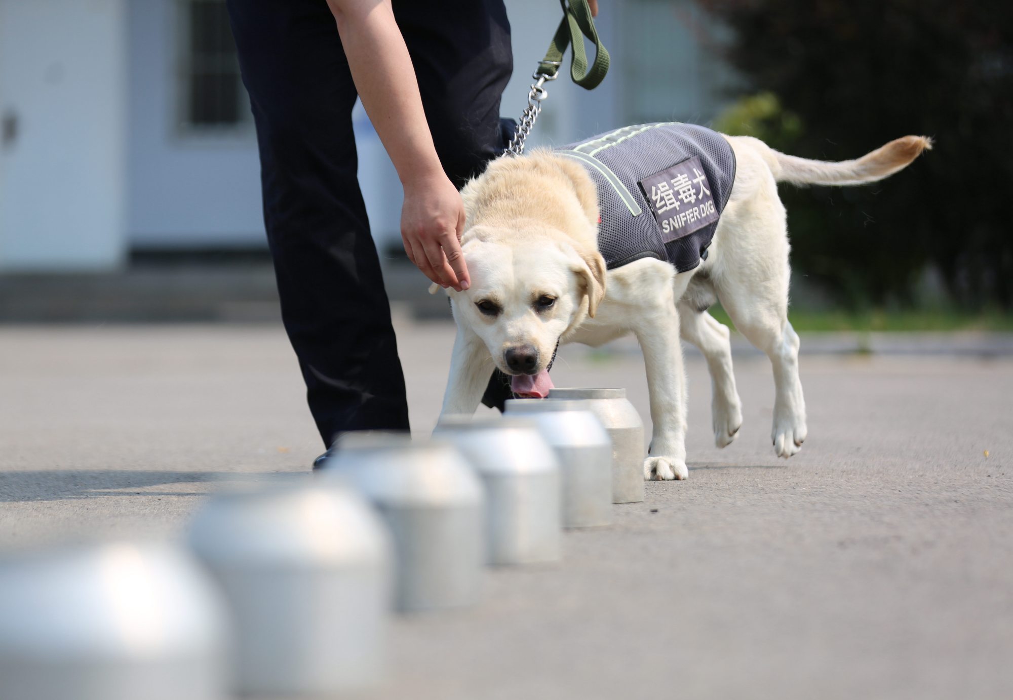 缉毒警犬亮身手