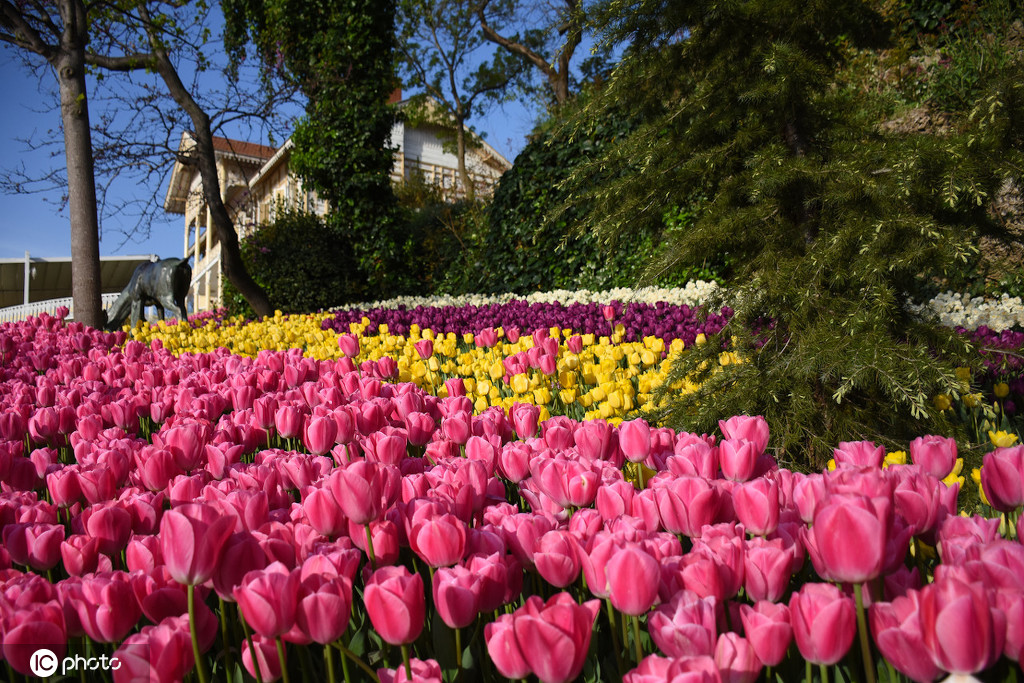 土耳其公园百花齐放 五颜六色郁金香娇艳欲滴