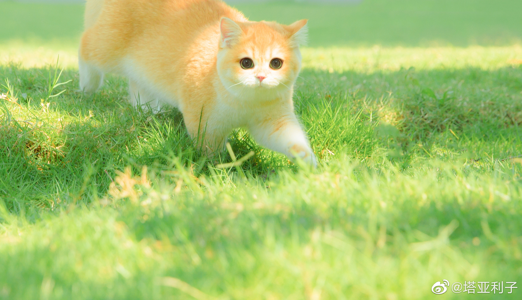 迪士尼的猫叫什么图片