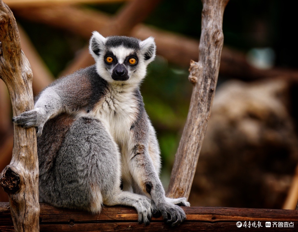 动物园内,玩耍中的环尾狐猴