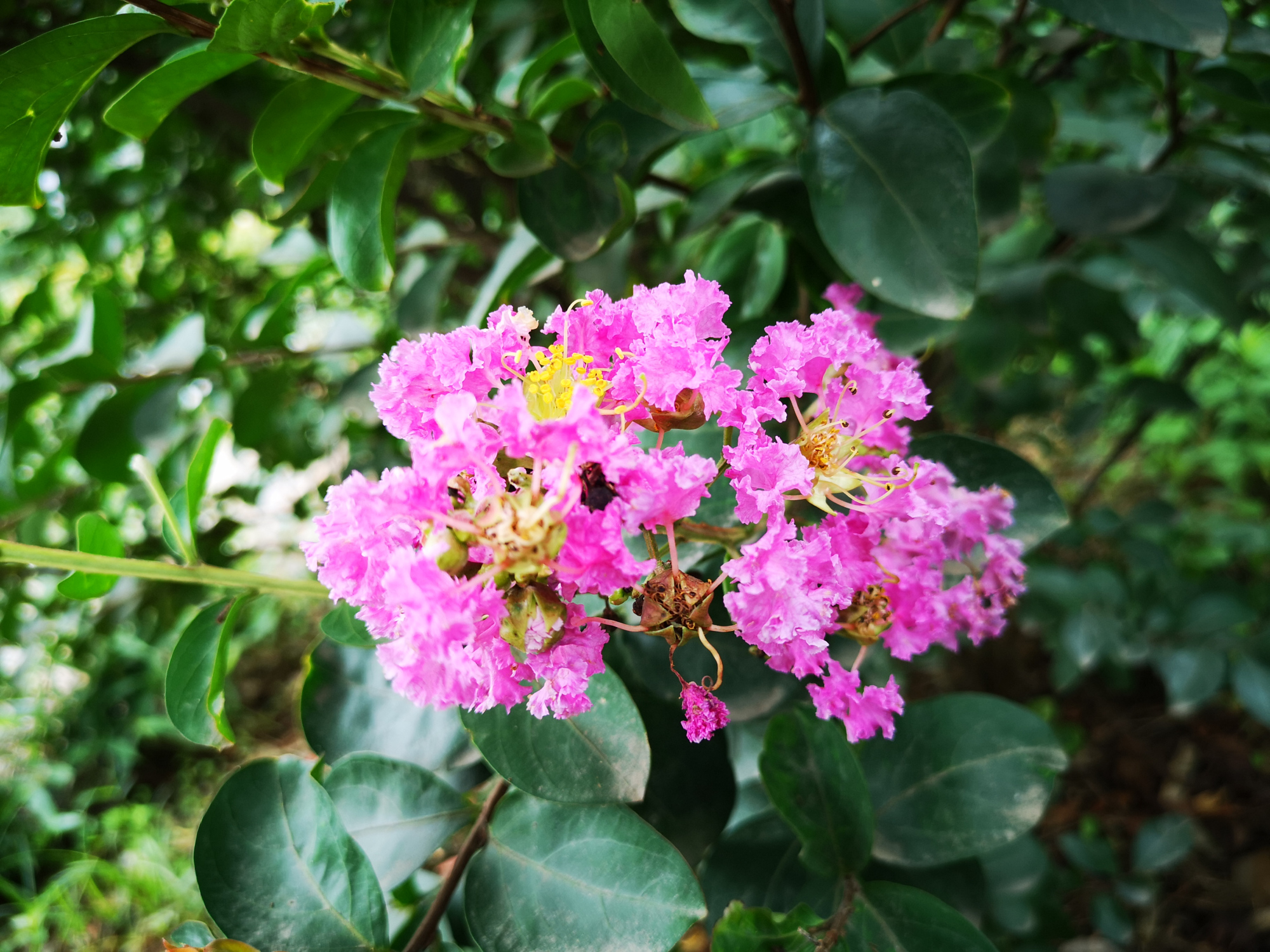 夏季开花的树,紫薇花芳香浓郁