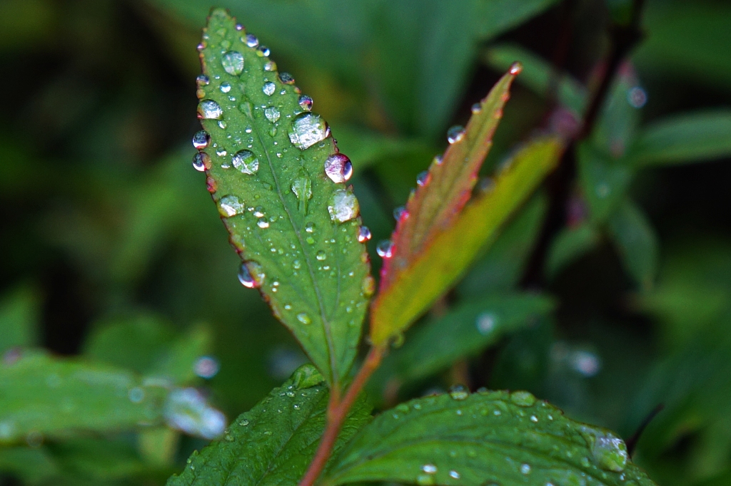 青岛:花草树叶沾雨珠晶莹剔透