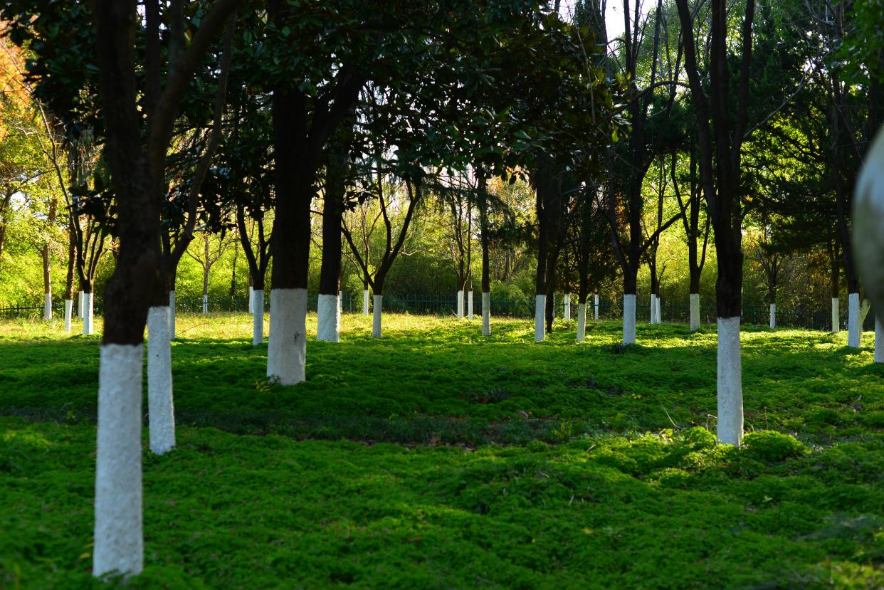 阜阳三角洲公园