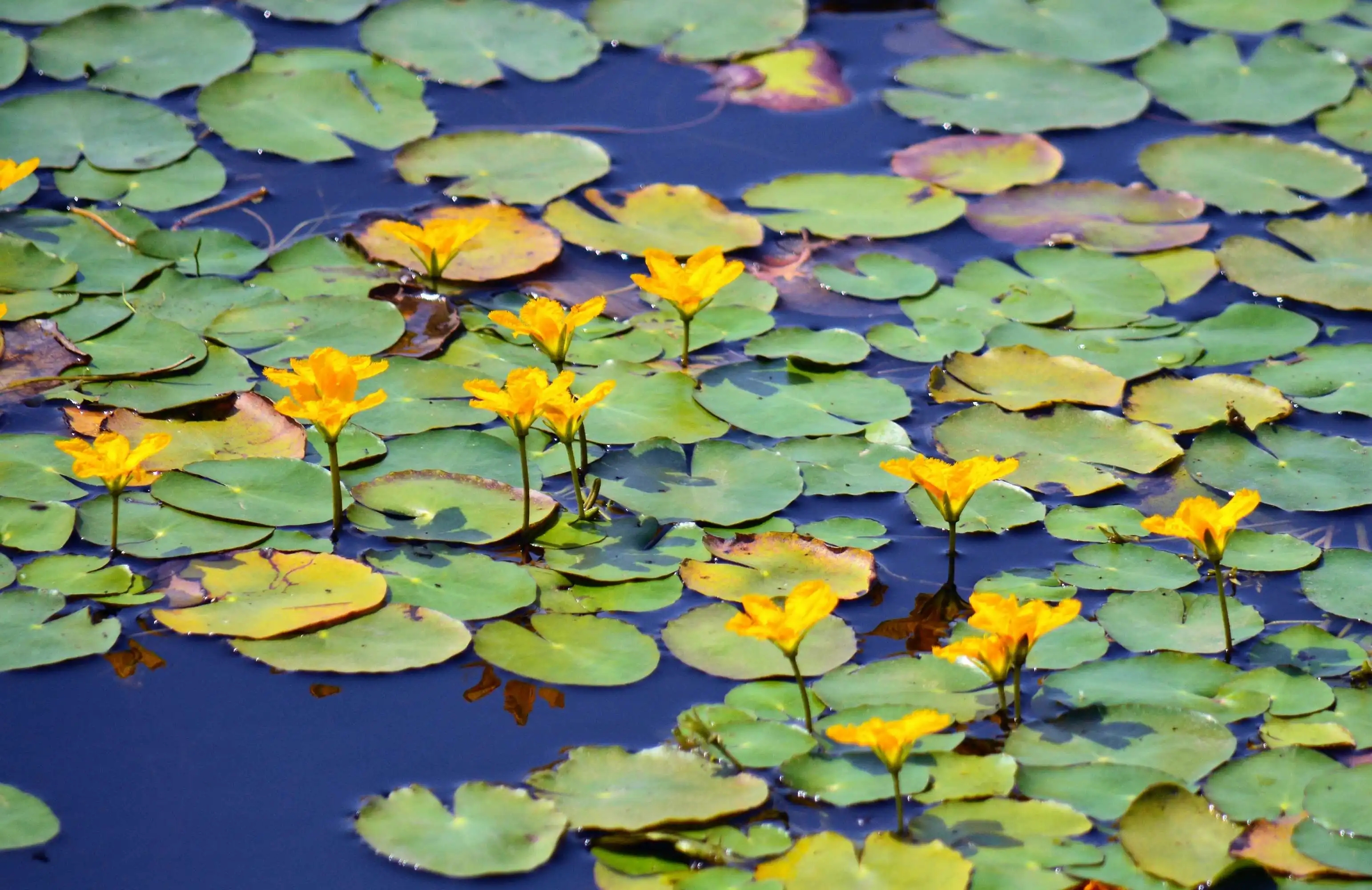 认识植物|浮叶植物7种