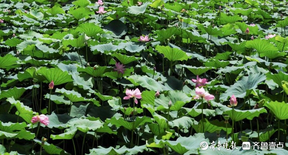 进入盛花期!章丘白云湖景区万亩荷花随风摇曳千姿百态