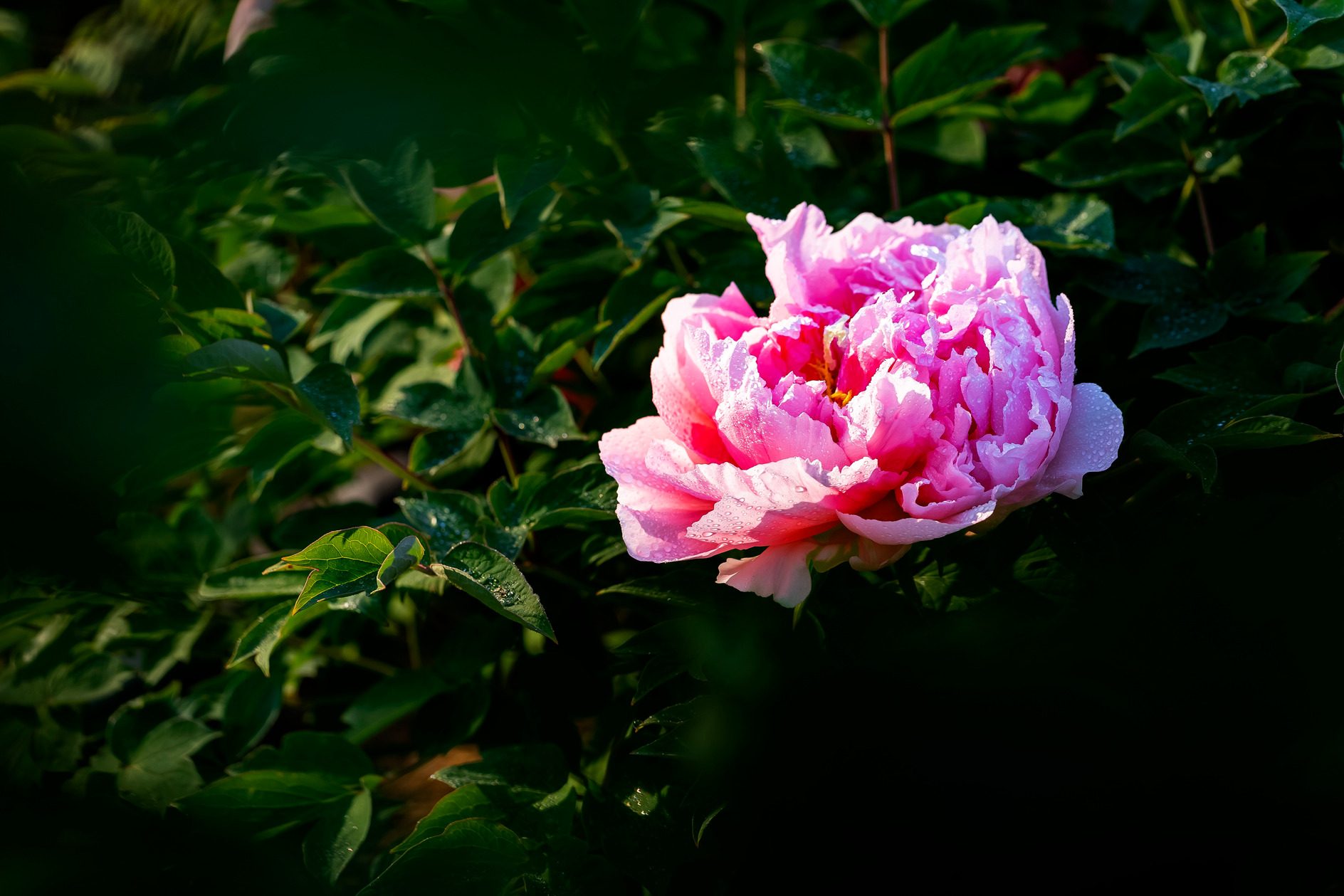 临沂牡丹花开正艳 引市民驻足赏花正当时