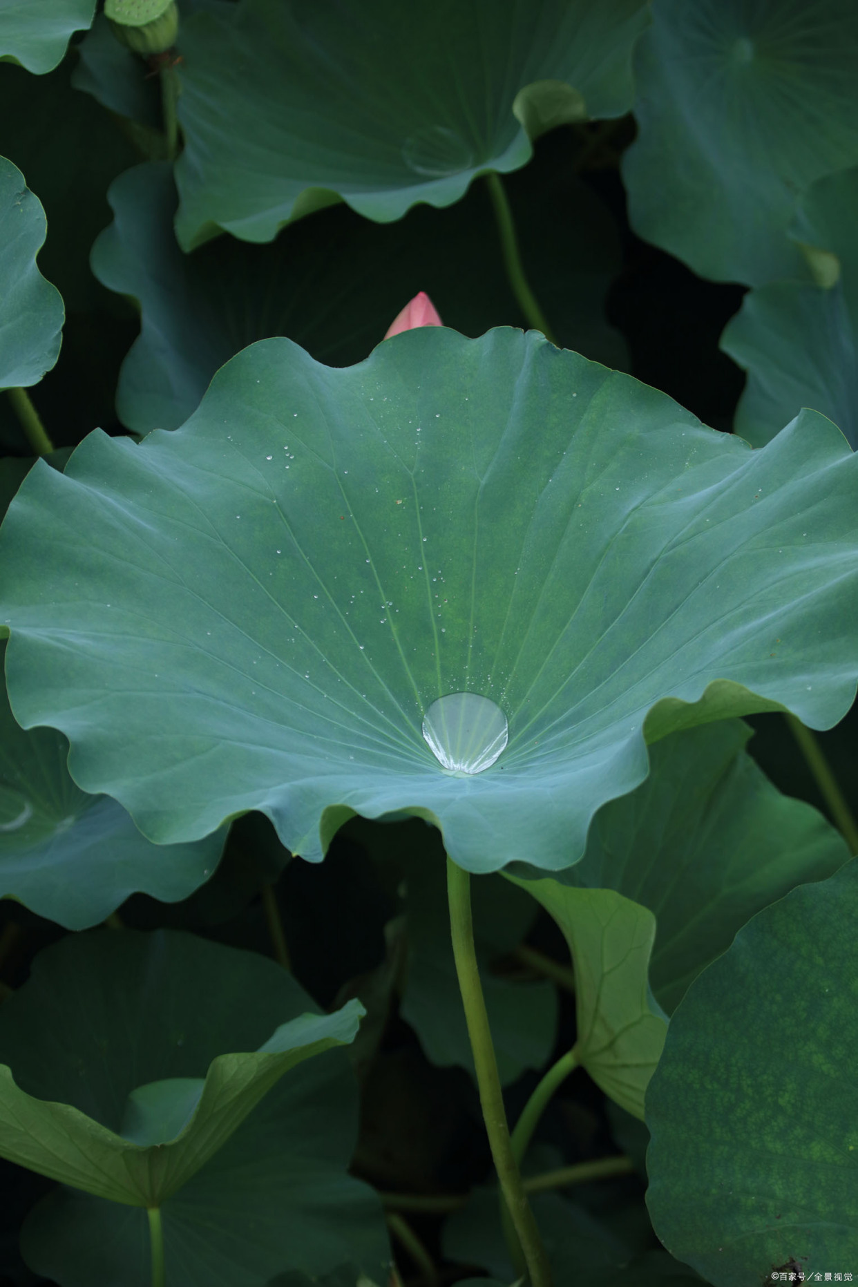 聚作水银窝,泻清波.——宋代:杨万里