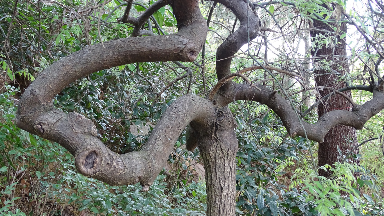 万源塔子山,天梯,爬上顶绝对累趴