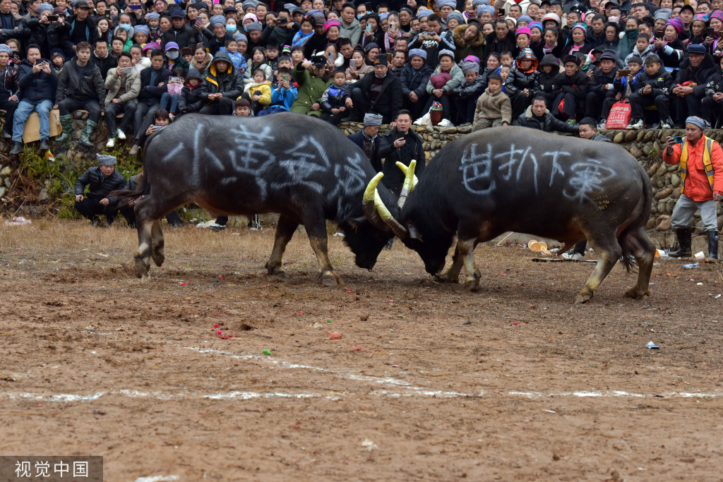 贵州黔东南乡村举办斗牛活动迎春耕