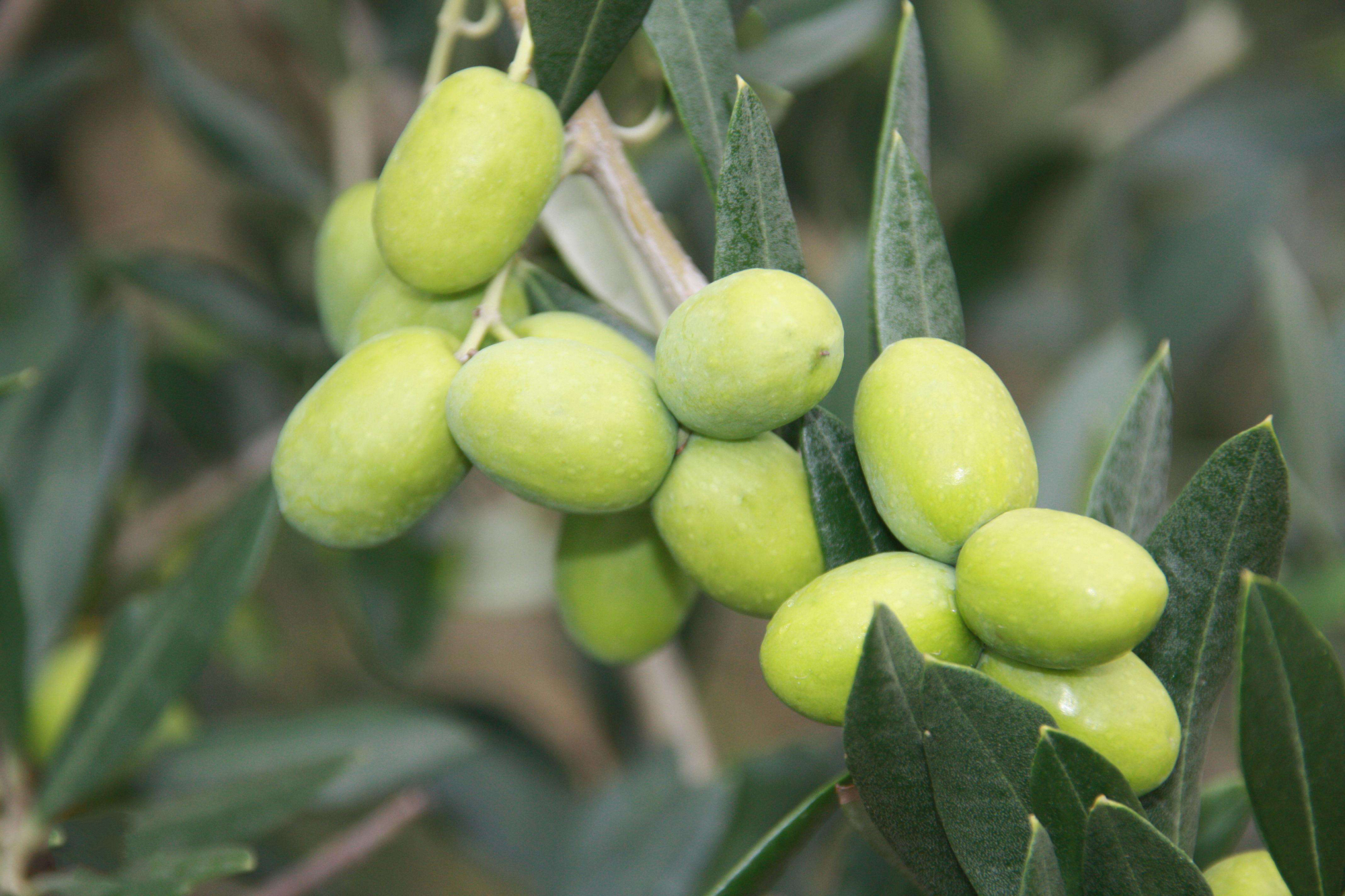 陇南特产之油橄榄