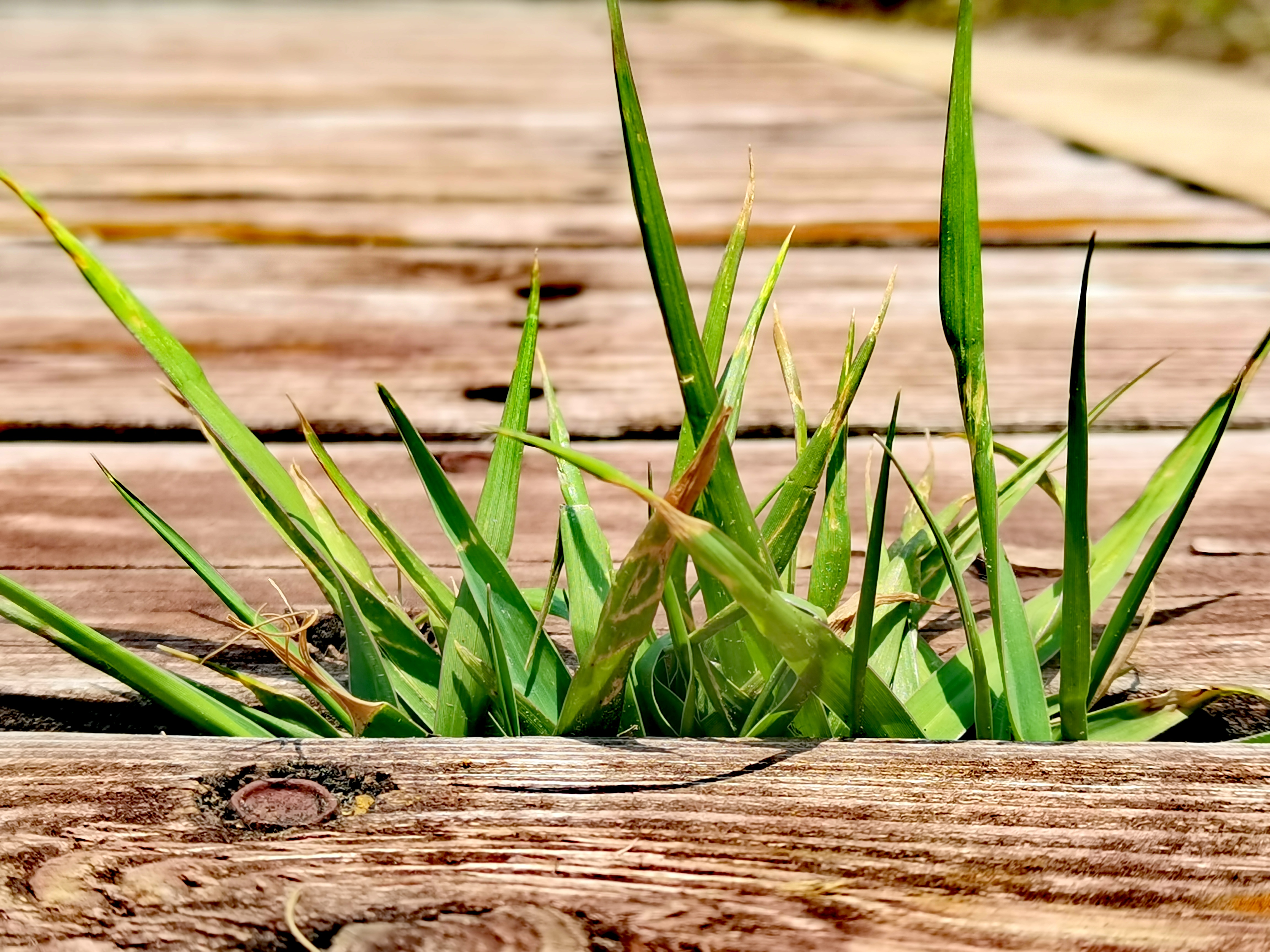 随手拍路边小花小草,缝隙中坚强的生命