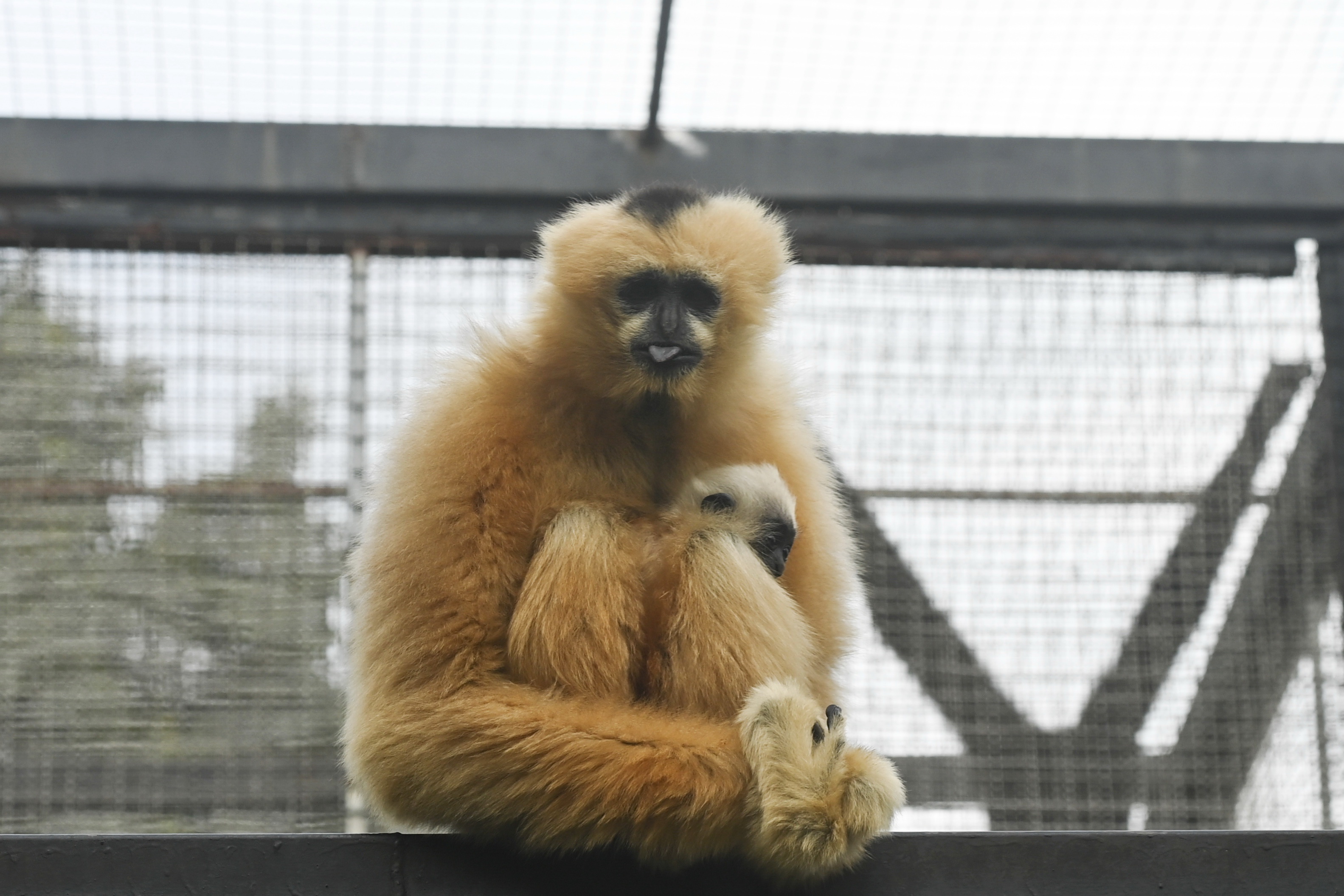 广州:北白颊长臂猿宝宝迎来满月