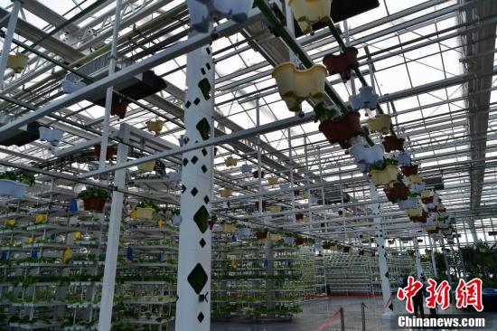 (追着雪花看新疆)新疆昌吉未来农业科技馆:冬日绿意浓