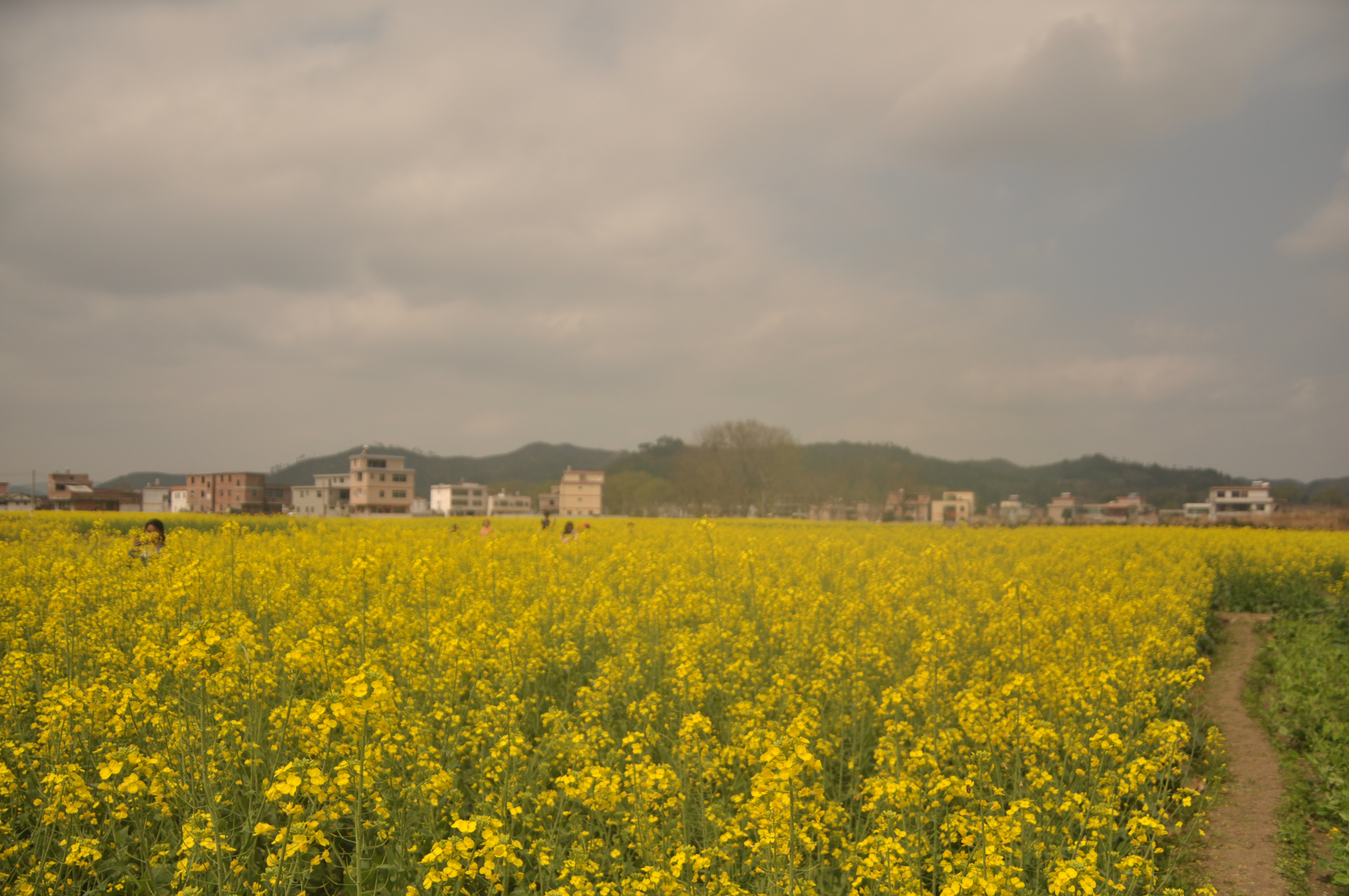 河源和平县农村的油菜花开了,吸引上万人前来赏花,都说太美了